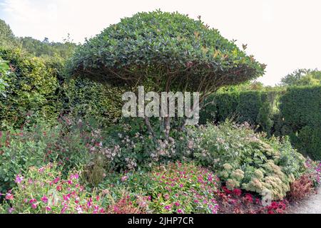 GIVERNY, FRANCE - 31 AOÛT 2019 : fragment du jardin coloré et animé du Musée impressionniste. Banque D'Images