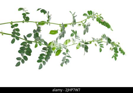 Branche de pois chiches verts isolée sur fond blanc. Pois chiches dans la gousse et les fleurs Banque D'Images