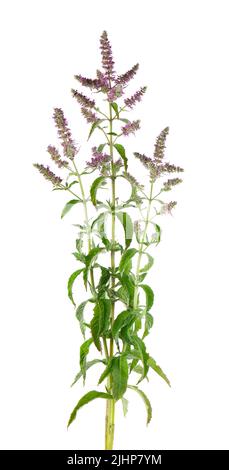 menthe de cheval argenté avec fleurs, isolée sur fond blanc. Mentha longifolia. Médecine à base de plantes. Masque Banque D'Images