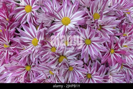 Fleurs de chrysanthème blanc à rayures roses, de type arc-en-ciel Banque D'Images