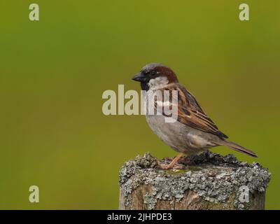 Les moineaux de maisons sont en déclin dans de nombreuses régions, mais sont souvent trouvés dans la famille ou les parties communes. Banque D'Images