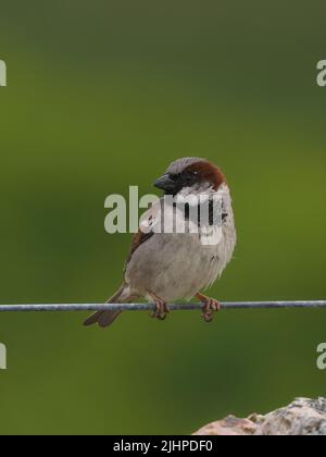 Les moineaux de maisons sont en déclin dans de nombreuses régions, mais sont souvent trouvés dans la famille ou les parties communes. Banque D'Images