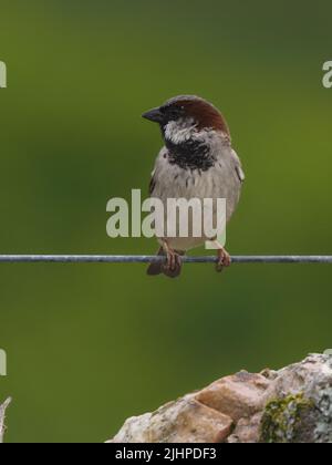 Les moineaux de maisons sont en déclin dans de nombreuses régions, mais sont souvent trouvés dans la famille ou les parties communes. Banque D'Images