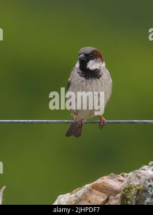 Les moineaux de maisons sont en déclin dans de nombreuses régions, mais sont souvent trouvés dans la famille ou les parties communes. Banque D'Images