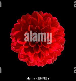 Grande fleur de dahlia rouge très gros plan. Macro-image de fleur isolée sur noir, masque inclus Banque D'Images