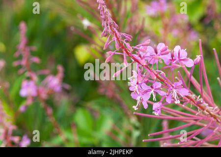 Rosebay Willowherb, Chamerion angustifolium Banque D'Images