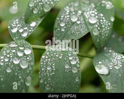 Gouttelettes d'eau de pluie sur la feuille, montrant la tension de surface, Blean Woodlands, Kent, Royaume-Uni Banque D'Images