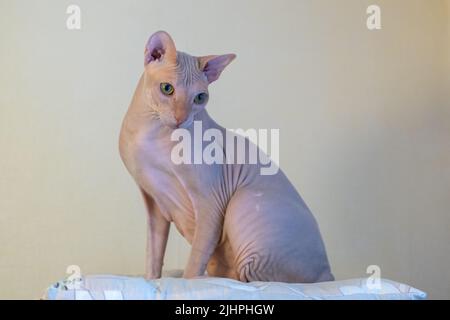 Chat sans poils rose Sphinx, chat hypoallergénique, animal de compagnie. Un beau chat élégant avec une peau sans poils se trouve sur un placard. Banque D'Images