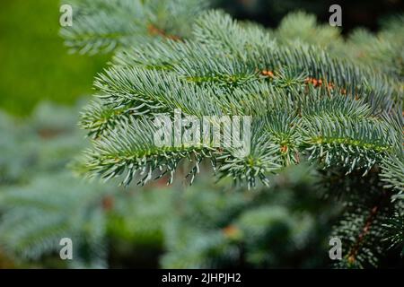 branche d'épinette au soleil Banque D'Images