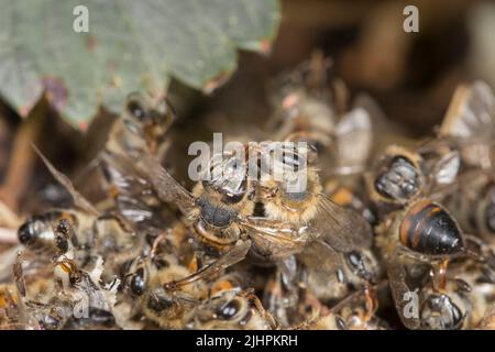 Mortalité des abeilles due à l'utilisation de pesticides Banque D'Images