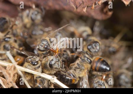 Mortalité des abeilles due à l'utilisation de pesticides Banque D'Images