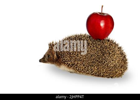 Un hérisson épineux avec une pomme rouge sur son dos, isolé sur un fond blanc, gros plan Banque D'Images