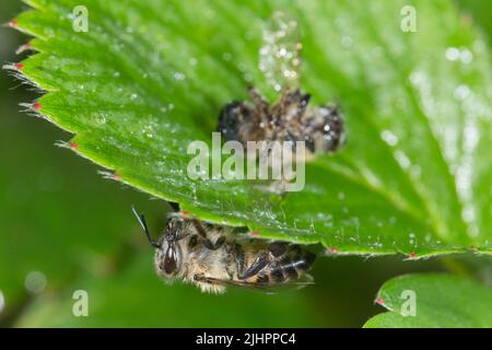 Mortalité des abeilles due à l'utilisation de pesticides Banque D'Images