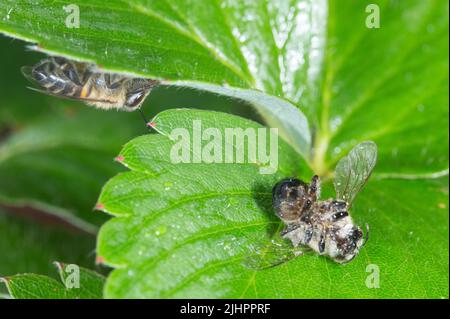 Mortalité des abeilles due à l'utilisation de pesticides Banque D'Images