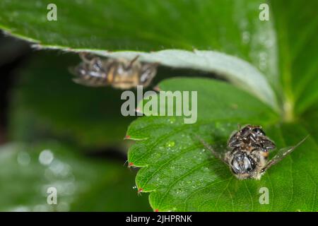 Mortalité des abeilles due à l'utilisation de pesticides Banque D'Images