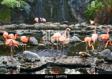 Floqué de flamants debout dans l'eau d'un étang dans un zoo à Malang, Java-est, Indonésie. Personne. Banque D'Images