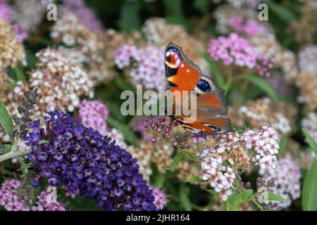 Le paon papillon sur un buisson de papillon avec des couleurs vives et un dessin sur les ailes qui ressemblent aux yeux, pour dissuader les prédateurs Banque D'Images