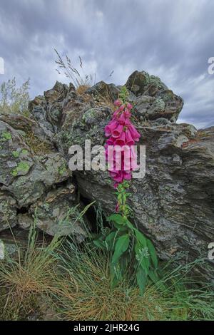 France, Gard (30) plante vivace digitale Pourpre, Parc National des Cévennes, massif de l'Aigoual / France, Gard Purple Foxglove vivace, Parc National des Cévennes, massif de l'Aigoual Banque D'Images