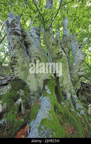 France, Gard (30) Hétres, Forêt domaniale du massif de l'Aigoual / France, Gard, sangsues, Forêt d'Etat du massif de l'Aigoual Banque D'Images