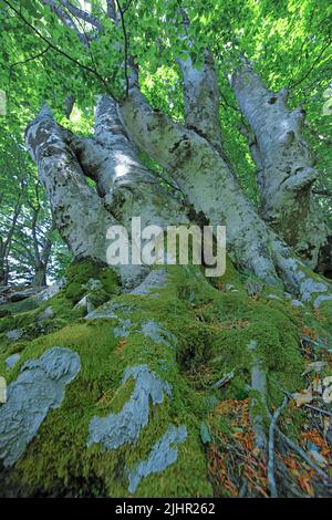 France, Gard (30) Hétres, Forêt domaniale du massif de l'Aigoual / France, Gard, sangsues, Forêt d'Etat du massif de l'Aigoual Banque D'Images