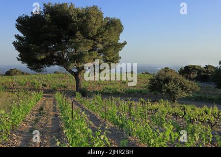 France, Vaucluse (84) Vacqueyras le vignoble de l'appellation Côtes-du-Rhône, massif des Dentelles de Montmirail / France, Vaucluse Vacqueyras vignoble des Côtes-du-Rhône, massif des Dentelles de Montmirail Banque D'Images