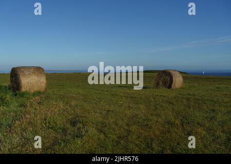 France, Bretagne (Bretagne), pointe nord du Finistère, pays d'Iroise, le Conquet, pointe de Kermorvan, cocardes dans un champ Banque D'Images