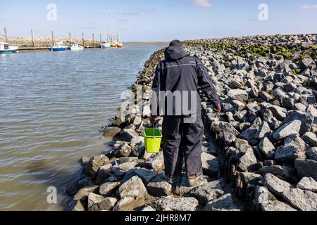 Collecte d'huîtres sauvages sur la côte de la mer du Nord, dans la Frise du Nord Banque D'Images