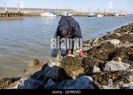 Collecte d'huîtres sauvages sur la côte de la mer du Nord, dans la Frise du Nord Banque D'Images