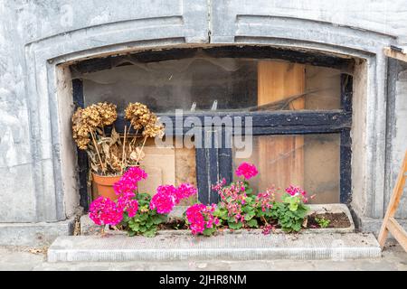 Fleurs en pot, certaines flétrissent, devant une cave vitrée d'un bâtiment abandonné. Banque D'Images