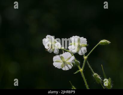 Fleurs de géranium de jardin (Geranium phaeum), photo macro, mise au point locale Banque D'Images