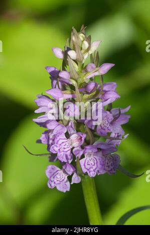 Fleurs d'orchidées de Dactylorhiza maculata, gros plan, foyer local Banque D'Images
