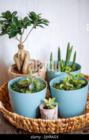 Coin fenêtre plein de plantes de maison. Banque D'Images