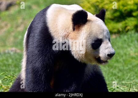 Gros plan géant panda (Ailuropoda melanoleuca) vu de profil Banque D'Images