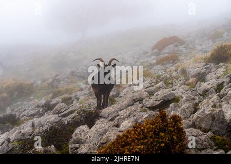 Chèvres de montagne en automne dans la forêt d'Otzarreta dans le parc naturel de Gorbea, Espagne Banque D'Images