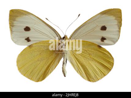 Femelle grand papillon blanc, également appelé papillon de chou ou blanc de chou (Pieris brassicae), ailes ouvertes et vues de dessous isolé sur le dos blanc Banque D'Images