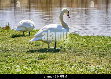 Une paire de cygnes blancs sur l'herbe verte près du lac dans le parc. Jour ensoleillé. Banque D'Images