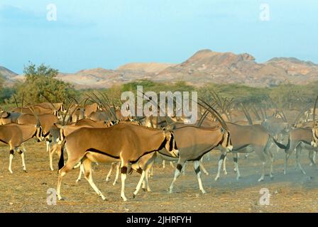 Oryx arabe (île Sir Bani Yas), Abu Dhabi, Émirats arabes Unis Banque D'Images