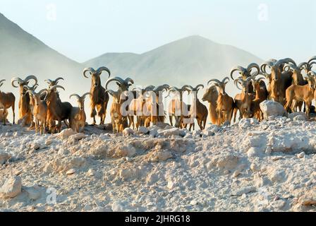 Les moutons de Barbarie (Ammotragus lervia) également connus sous le nom d'Aoudad, Abu Dhabi, Émirats arabes Unis Banque D'Images