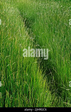 passez à travers une grande herbe verte, Banque D'Images