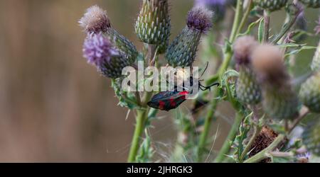 Papillon à six taches ( Zygaena filipendulae ) en cours de consommation par une araignée en toile d'orbe dans la réserve naturelle de Woodham Fen, Essex, Grande-Bretagne. Banque D'Images