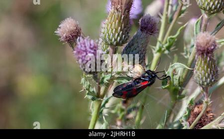 Papillon à six taches ( Zygaena filipendulae ) en cours de consommation par une araignée en toile d'orbe dans la réserve naturelle de Woodham Fen, Essex, Grande-Bretagne. Banque D'Images