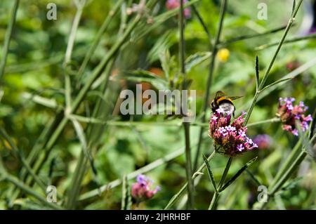 Un bourdon sur verveine florale Banque D'Images