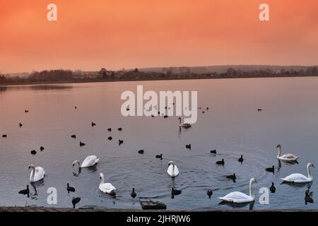 Photo en grand angle de cygnes blancs et de canetons noirs nageant dans un lac au coucher du soleil Banque D'Images