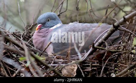 Un adorable pigeon en bois commun sur ses œufs dans le nid Banque D'Images