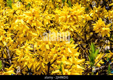 Gros plan des branches d'un grand buisson de fleurs jaunes de Forsythia plante connue sous le nom d'arbre de Pâques, vers ciel bleu clair dans un jardin dans un printemps ensoleillé d Banque D'Images