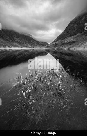 Roseaux et réflexions monochromes au Loch Achtriochtan, Glencoe, Écosse Banque D'Images