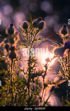 Chardon et toile d'araignée rétro-éclairés par le soleil à la campagne en Angleterre, au Royaume-Uni, le jour le plus chaud enregistré. Banque D'Images