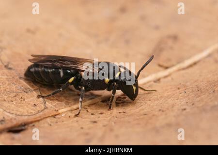 Gros plan détaillé sur une abeille femelle à face jaune commune, Hylaeus communis Banque D'Images