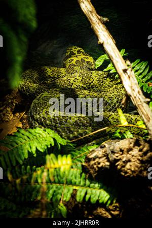 Un serpent vert et venimeux qui se trouve dans l'ombre de l'arbre Banque D'Images