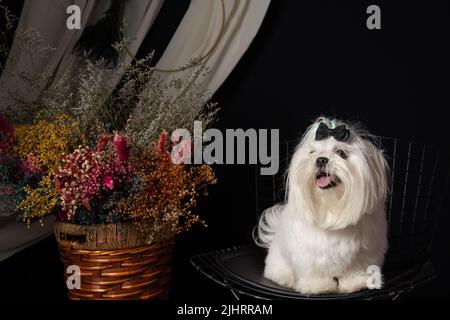 Un chien maltais blanc photoshoot dans un studio décoré Banque D'Images